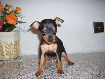 Zwergpinscher Welpen