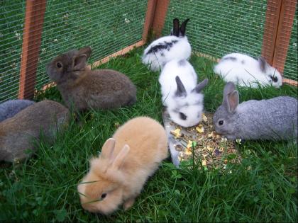 Kaninchen Babies