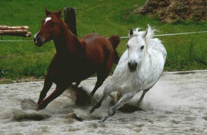 Suchen Reitbeteiligung im Coburger Raum