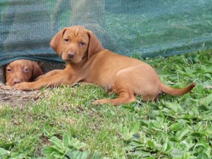 Ungarischer Vorstehhund Welpen