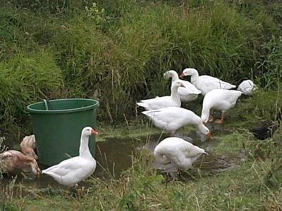 Tschechische Gänse weiss abzugeben