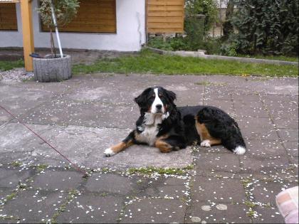 Suche Berner Sennen Deckrüde