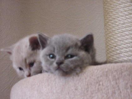 Tolle typvolle BKH-Babies in silver-tabby, blue u. lilac