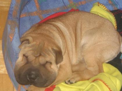 Verkaufe Shar-Pei Welpen