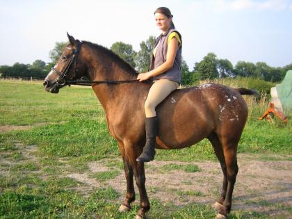 Top Freizeitpferd Appaloosa-Mix