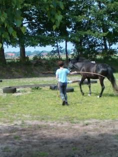 Suche  mobilen Westernreitlehrer