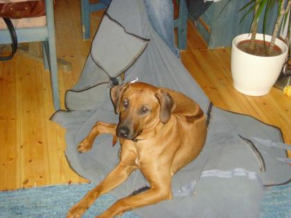 2-jähr. Rhodesian Ridgeback Hündin abzugeben