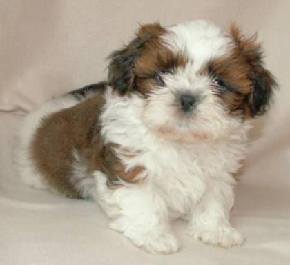 Rasse Shih Tzu