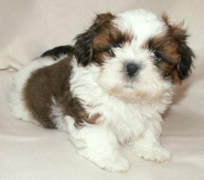 Shih Tzu welp