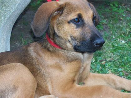 Wunderschöner Ridgeback / Schäfiwelpe abzugeben -  Unbedingt ansehen