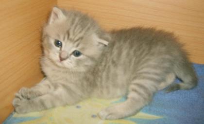 Britisch Kurzhaar Mädchen in blue-tabby mit Papieren