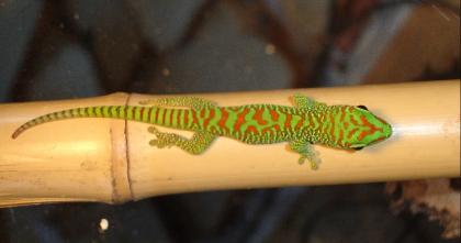 Phelsuma mad. Grandis High Red Jungtier