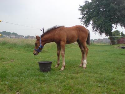 Süßer Appaloosa sucht neues Zuhause