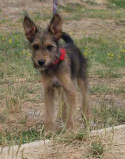 Terrier-Mischlingshündin 4Monate alt