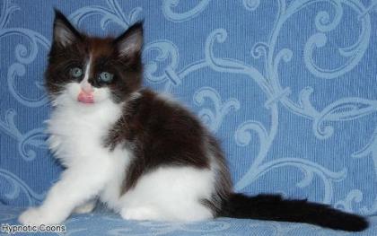 Wunderschöne Maine Coon Kitten