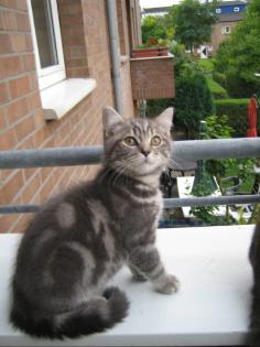 2 kleine Britten tabby BKH suchen ein neus Zuhause