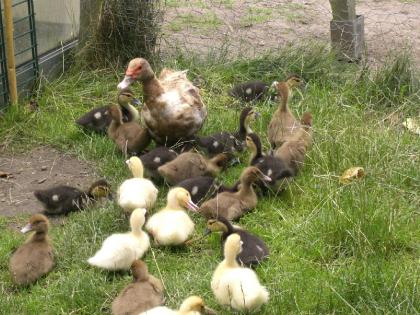 Warzenenten Farben schwarz und braun-wildfarbig,weiß