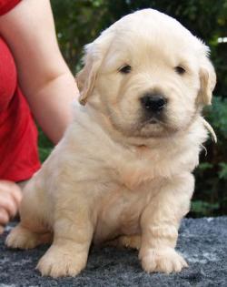 Golden Retriever Welpen