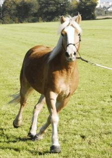 Reitbeteiligung Westernreiten