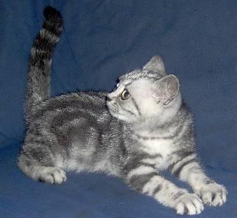 Noch 2 reinrassige Britisch Kurzhaar Black Silver Tabby Classic Kitten abzugeben