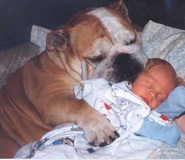 Dringend English Bulldog gesucht...