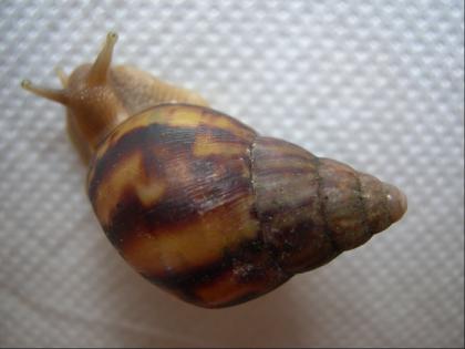 ACHATSCHNECKE