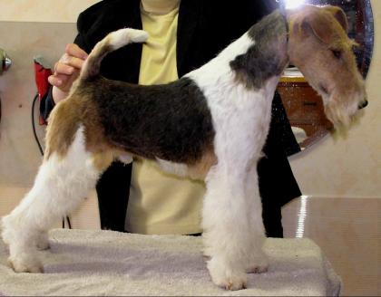 Foxterrier Drahthaar