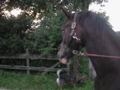 Schicker Welsh D Wallach, 4 Jahre