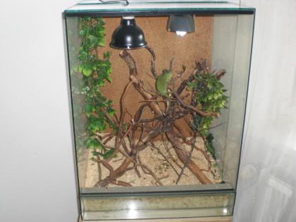 Chamaeleon Jemen mit Terarium