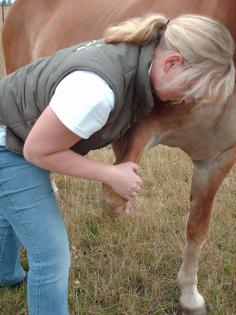 Hand aufs Pferd DIPO Pferdeosteopathie