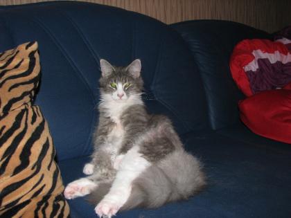 Suche Scottish Fold Deckkater