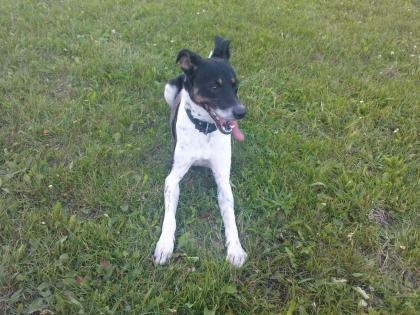 Verschenke Jack-Russel-Mix