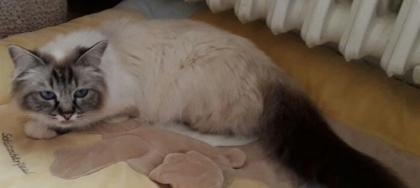 Heilige Birma Katze sucht neues Zuhause