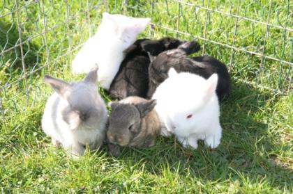 Reinrasige Zwergwidder - Kaninchen