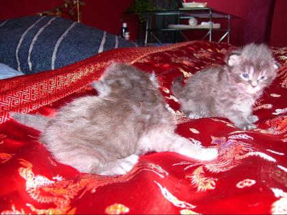 Maine Coon Kitten mit Stammbaum