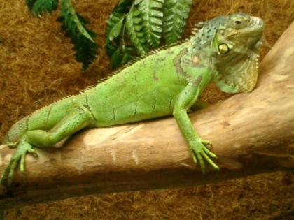 Grüner Leguan (Iguana Iguana) mit großem Terrarium