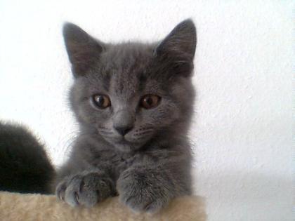 BKH Kitten  blue