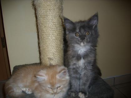 Maine Coon Kitten