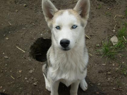 Schöner Sib Husky in erfahrene Hände abzugeben