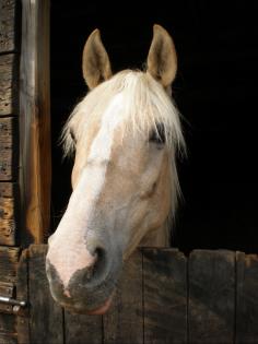 Reitbeteiligung an hübscher Palominostute zu vergeben, 22949 Hamburg