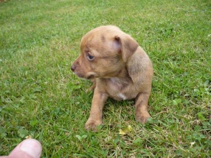 Chiwawa,Rehpinscher Welpen gesund und munter