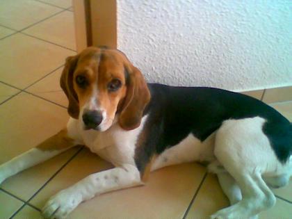 Beagle-Rüde