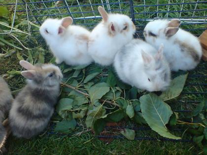 Süße Löwenkopf Kaninchen Babys zu verkaufen