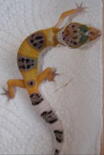 Leopardgecko NZ08