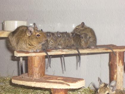 4 Degu Weibchen ca 10 Wochen alt