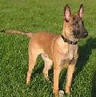 Malinois Rüde 5 1/2 Monate alt