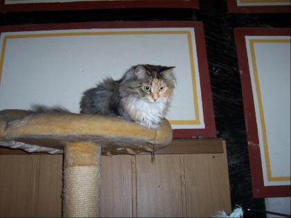 Maine Coon Prinzessin