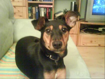 Pinscher Mix