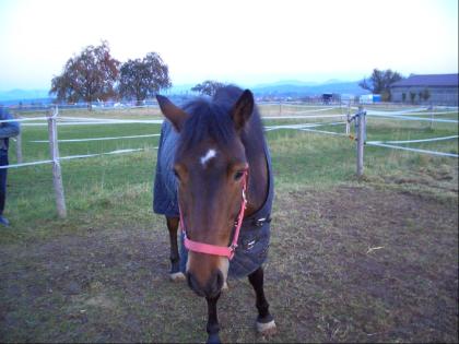 Reitbeiteiligung, Pflegepferd, Reitmöglichkeit, Ausreitmöglichkeiten, Geländerre