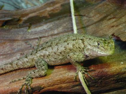 Sceloporus Malachiticus - Malachit-Stachelleguane 0,2 abzugeben